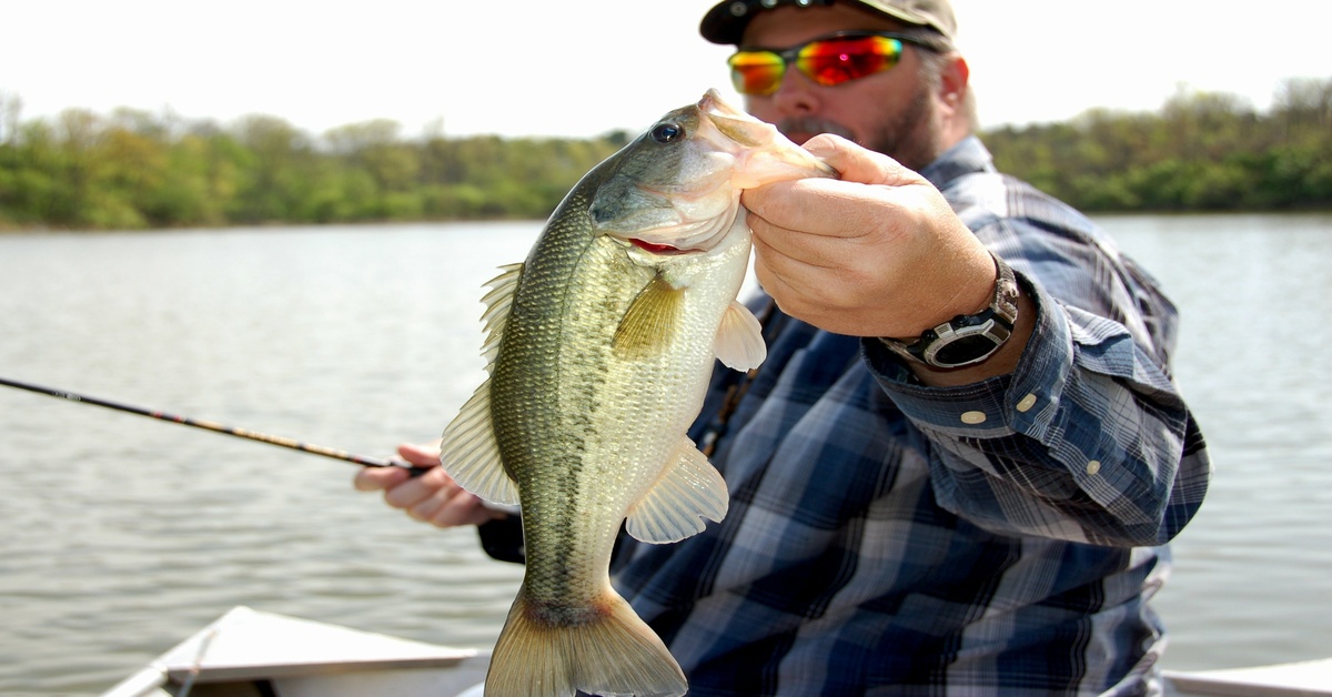 A man in a flannel shirt with sunglasses is standing on a boat. He's holding a large bass by the mouth in front of him. A man in a flannel shirt with sunglasses is standing on a boat. He's holding a large bass by the mouth in front of him.